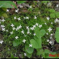 139 moehringe mousse moehringia muscosa caryophyllacee