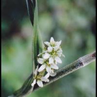 14 veratre blanc veratrum album liliacee