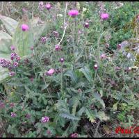 140 chardon decapite carduus defloratus asteracee