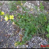 142 onagre bisannuelle oenothera biennis onagracee