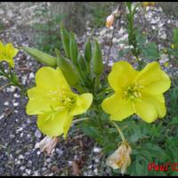 142 onagre bisannuelle oenothera biennis onagracee