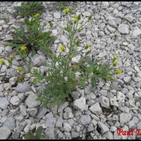 145 seneçon visqueux senecio viscosus asteracee