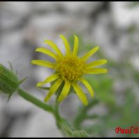 145 seneçon visqueux senecio viscosus asteracee