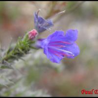 146 viperine commune echium vulgare boraginacee