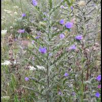 146 viperine commune echium vulgare boraginacee