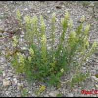 147 reseda jaune reseda lutea resedacee