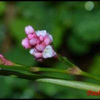 148 renouee persicaire polygonum persicaria polygonacee