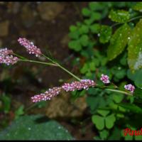 148 renouee persicaire polygonum persicaria polygonacee