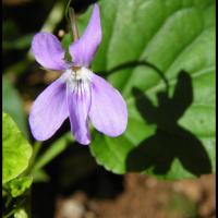 149 violette des chiens viola canina violacee