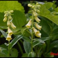 15 digitale a grandes fleurs digitalis grandiflora scrophulacee