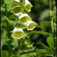 15 digitale a grandes fleurs digitalis grandiflora scrophulacee