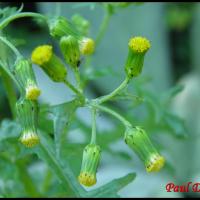 150 seneçon commun senecio vulgaris asteracee