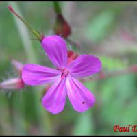 151 herbe a robert geranium robertianum geramiacee