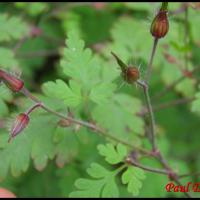 151 herbe a robert geranium robertianum geramiacee