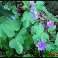 152 grande mauve malva sylvestris malvacee