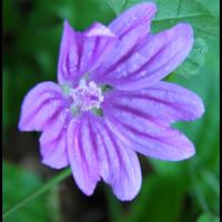 152 grande mauve malva sylvestris malvacee