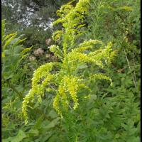 154 solidage du canada solidago canadensis asteracee