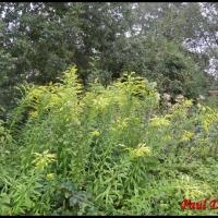 154 solidage du canada solidago canadensis asteracee