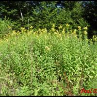 156 solidage geant solidago gigantea asteracee