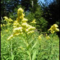 156 solidage geant solidago gigantea asteracee