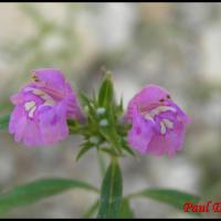 158 galeopsis a feuilles etroites galeopsis angustifolia lamiacee