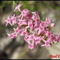 159 centranthe a feuilles etroites centranthus angustifolius valerianacee