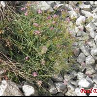 159 centranthe a feuilles etroites centranthus angustifolius valerianacee