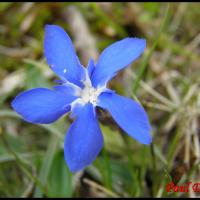 16 gentiane printaniere gentiana verna gentianacee