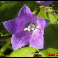 160 campanule a feuilles rhomboides campanula rhomboidalis campanulacee