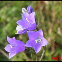 160 campanule a feuilles rhomboides campanula rhomboidalis campanulacee