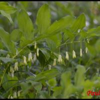 161 sceau de salomon multiflore polygonatum multiflorum convallariacee