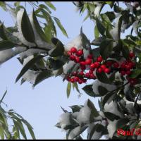 163 houx ilex aquifolium aquifoliacee