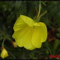 165 onagre de glaziou oenothera glazioviana onagracee