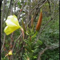 165 onagre de glaziou oenothera glazioviana onagracee