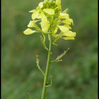 167 moutarde des champs sinapis arvensis brassicacee