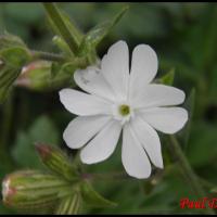 168 compagnon blanc silene latifolia caryophyllacee