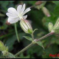 168 compagnon blanc silene latifolia caryophyllacee