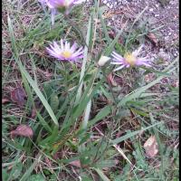 169 aster des alpes aster alpinus asteracee