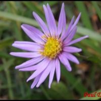 169 aster des alpes aster alpinus asteracee