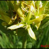 17 gentiane jaune gentiana lutea gentianacee