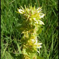 17 gentiane jaune gentiana lutea gentianacee