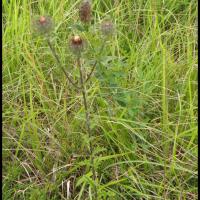 170 carline commune carlina vulgaris asteracee