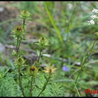 170 carline commune carlina vulgaris asteracee