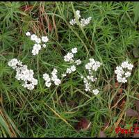 171 herbe a eternuer achillea ptarmica asteracee