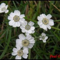 171 herbe a eternuer achillea ptarmica asteracee