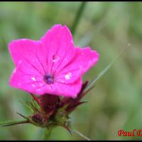 173 oeillet des chartreux dianthus carthusianorum caryophyllacee