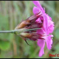 173 oeillet des chartreux dianthus carthusianorum caryophyllacee