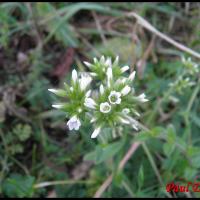 174 ceraiste agglomere cerastium glomeratum caryophyllacee