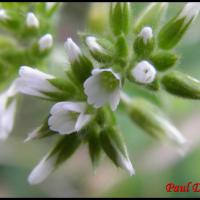 174 ceraiste agglomere cerastium glomeratum caryophyllacee