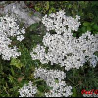 176 saigne nez achillea millefolium asteracee